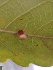 Neuroterus anthracinus