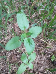 Stachys floridana