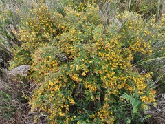Bossiaea cinerea