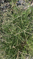Eleusine indica