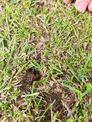 Staphylinus dimidiaticornis