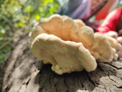 Laetiporus sulphureus