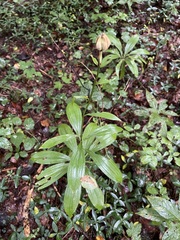 Lilium martagon