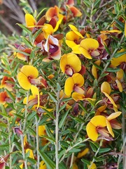 Bossiaea cinerea