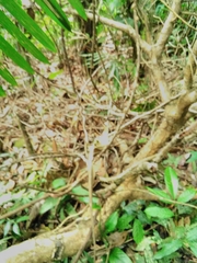 Chironius multiventris