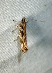 Aristotelia fungivorella