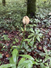 Lilium martagon
