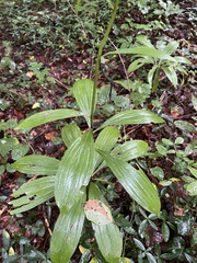 Lilium martagon