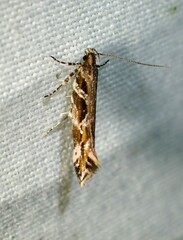 Aristotelia fungivorella