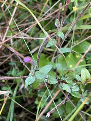 Epilobium parviflorum