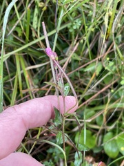 Epilobium parviflorum
