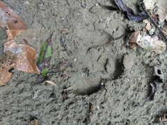 Tapirus terrestris