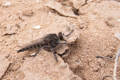 Promachus consanguineus