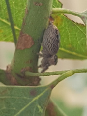 Opisthoncus polyphemus