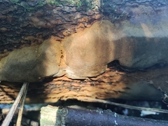 Fomitiporia punctata