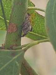 Opisthoncus polyphemus