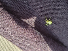 Araniella displicata