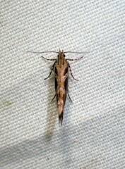 Aristotelia fungivorella