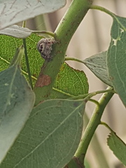 Opisthoncus polyphemus