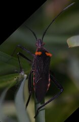 Phthiacnemia picta