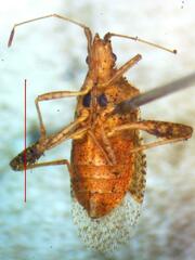 Rhopalidae