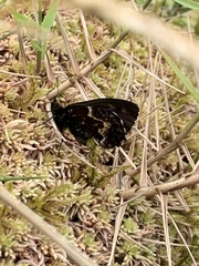 Hipparchia miguelensis