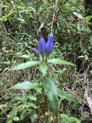 Gentiana andrewsii