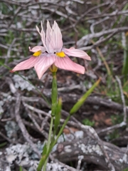 Moraea gawleri