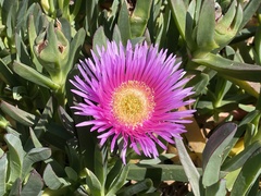 Carpobrotus chilensis