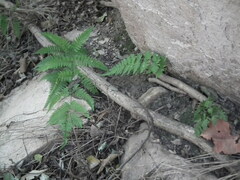 Anisocampium niponicum