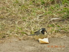 Saltator aurantiirostris