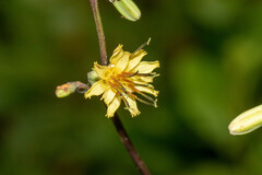 Nabalus trifoliolatus