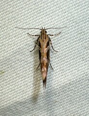 Aristotelia fungivorella