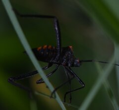 Phthiacnemia picta