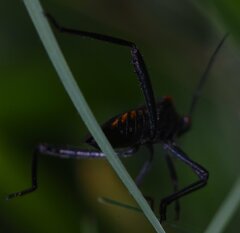 Phthiacnemia picta