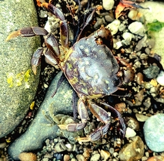 Hemigrapsus nudus