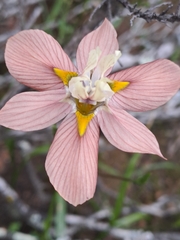 Moraea gawleri
