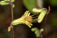 Nabalus trifoliolatus