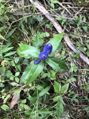 Gentiana andrewsii