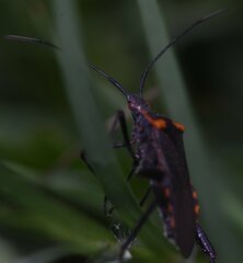 Phthiacnemia picta
