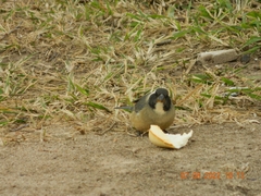 Saltator aurantiirostris
