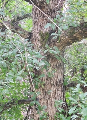 Quercus sinuata sinuata