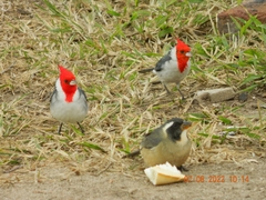 Saltator aurantiirostris