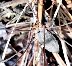 Leiobunum ventricosum