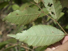 Zelkova