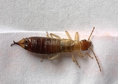 Apterygida albipennis