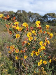 Bossiaea cinerea