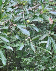 Quercus sinuata sinuata