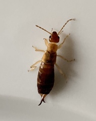 Apterygida albipennis