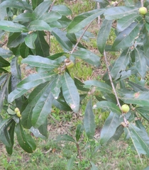 Quercus sinuata sinuata